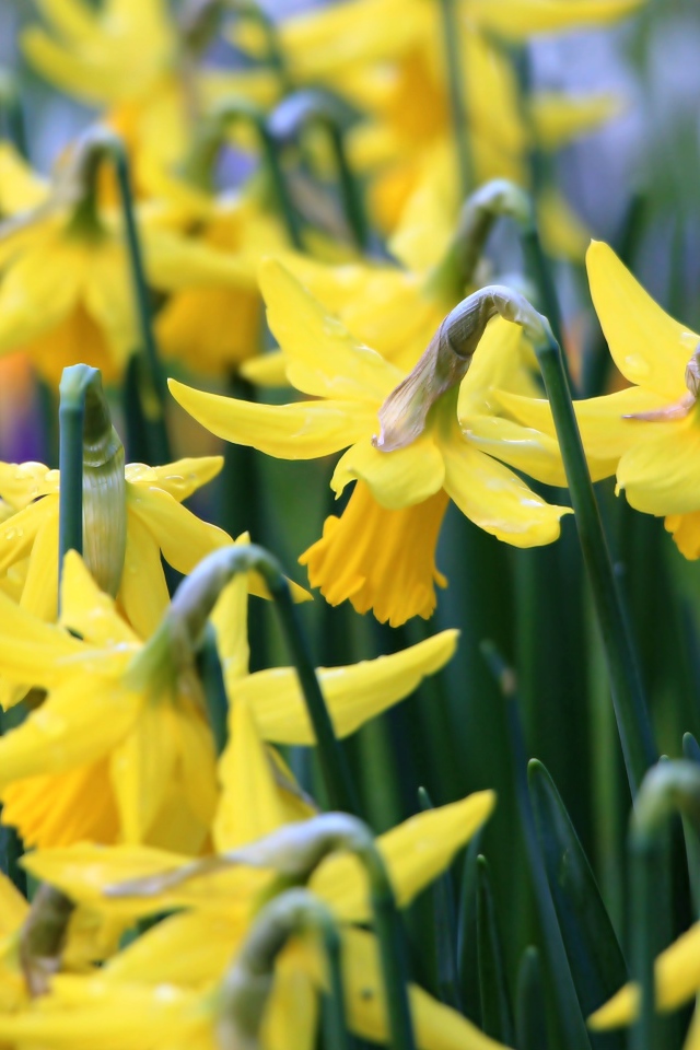 Желтые весенние цветы нарциссы