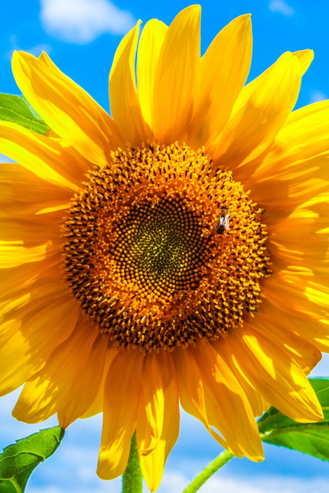 Желтый подсолнух на фоне голубого неба