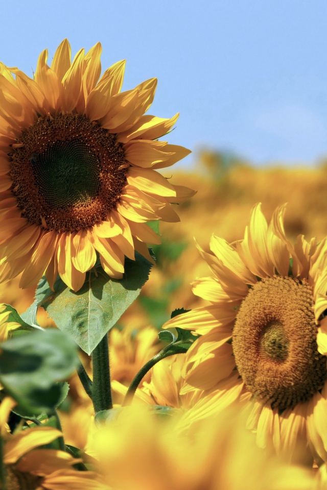 Желтые подсолнухи в поле под голубым небом