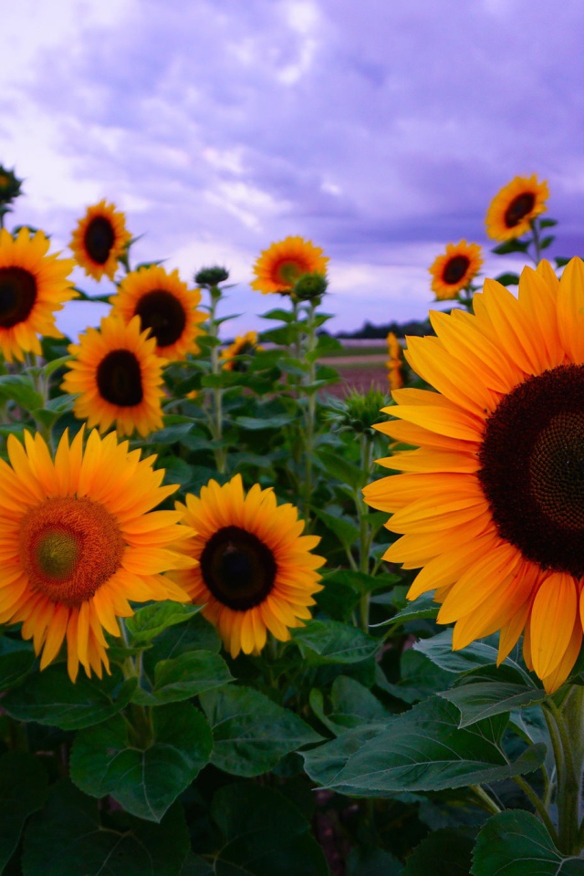 Желтые подсолнухи под красивым небом