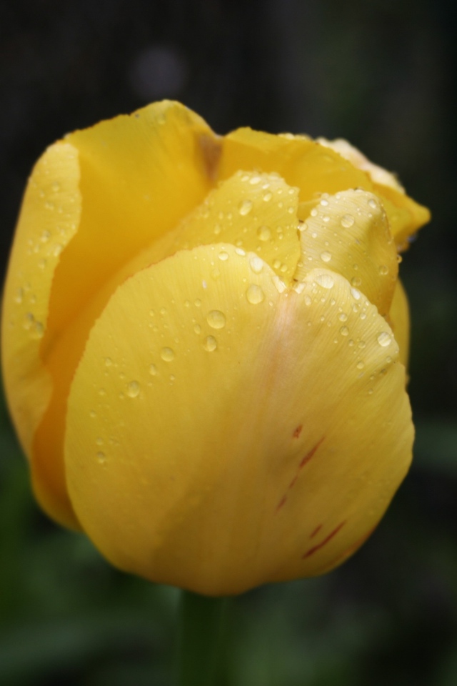 Желтый цветок тюльпана в каплях росы крупным планом