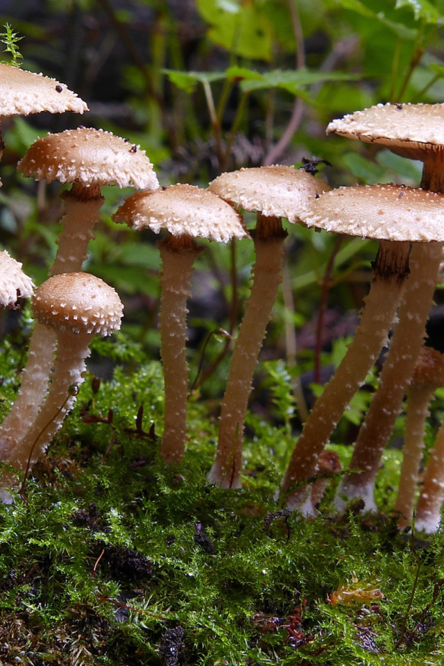 Много маленьких грибов в лесу