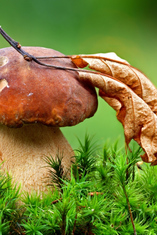 Гриб с опавшим сухим листом осенью 