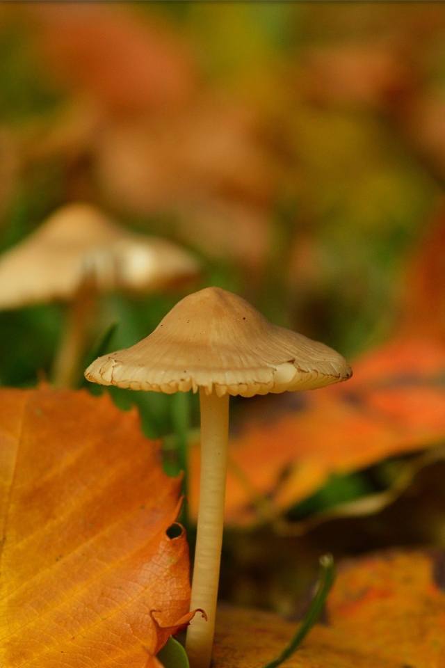 Маленькие грибы поганки под желтыми опавшими листьями