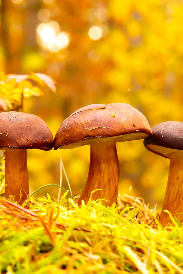 Три гриба в осеннем лесу 