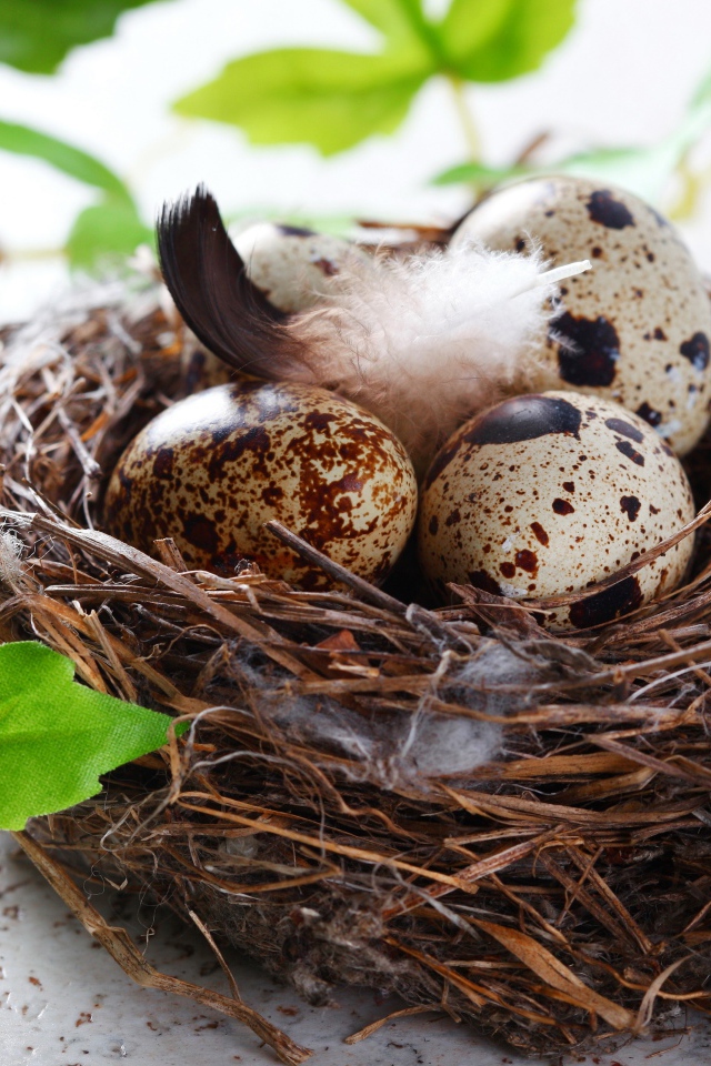 Гнездо с яйцами и зелеными листьями
