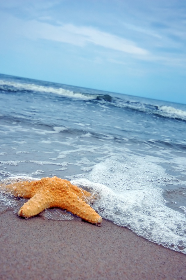 Морская звезда на песке у моря 