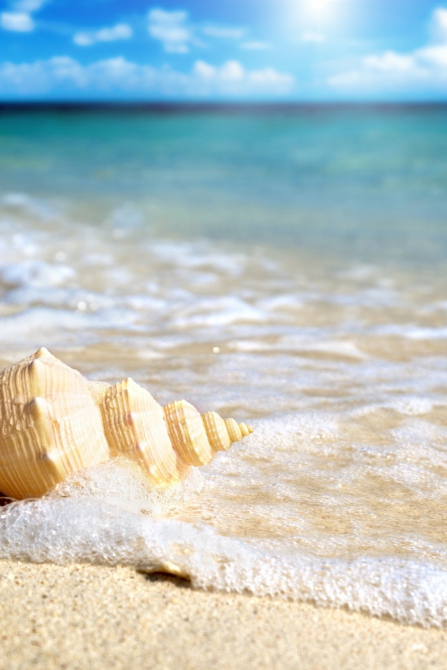 Большая ракушка лежит песке в морской пене