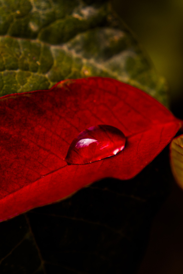 Red leaf with a drop of dew