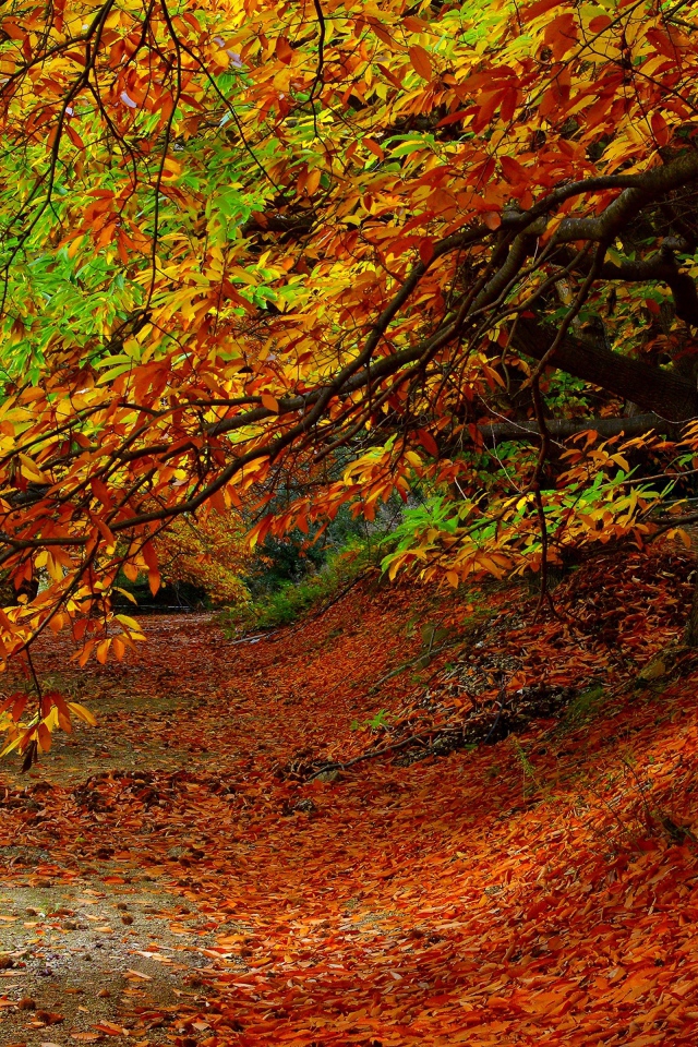 Опавшие с деревьев желтые листья в парке осенью 