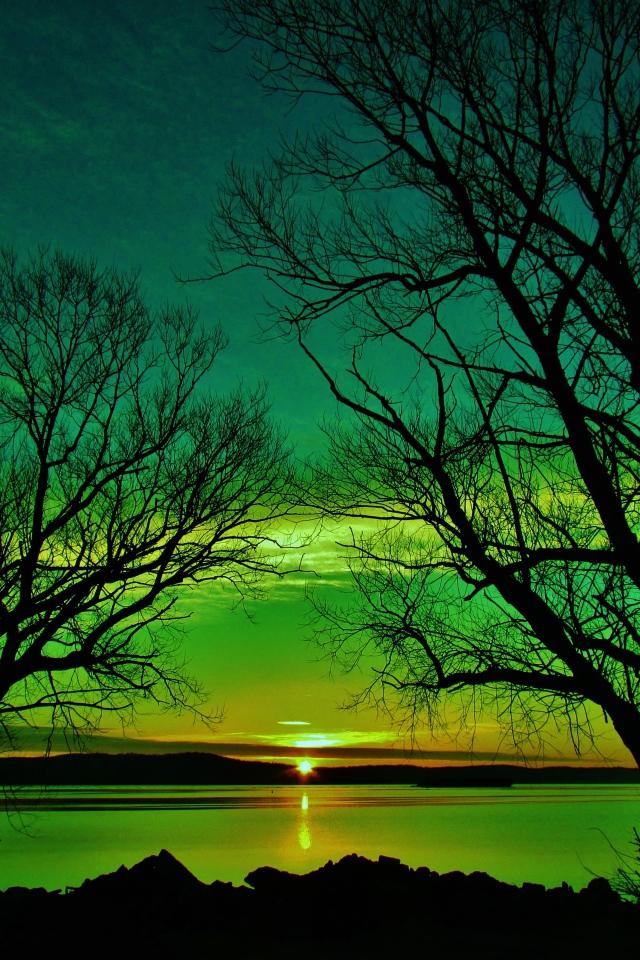 Силуэты деревьев на закате солнца