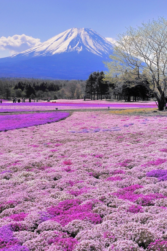 Красивые поля цветов на фоне вулкана Фудзияма, Япония