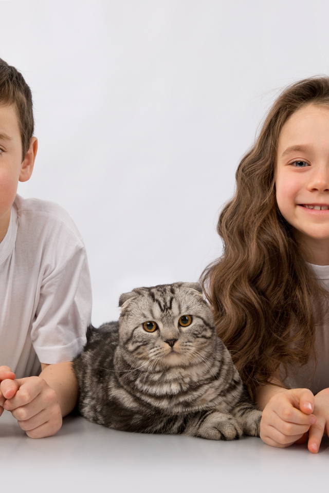 Мальчик и девочка с шотландским котом на сером фоне