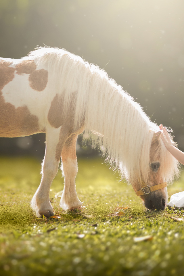 Маленькая девочка в белом платье с пони