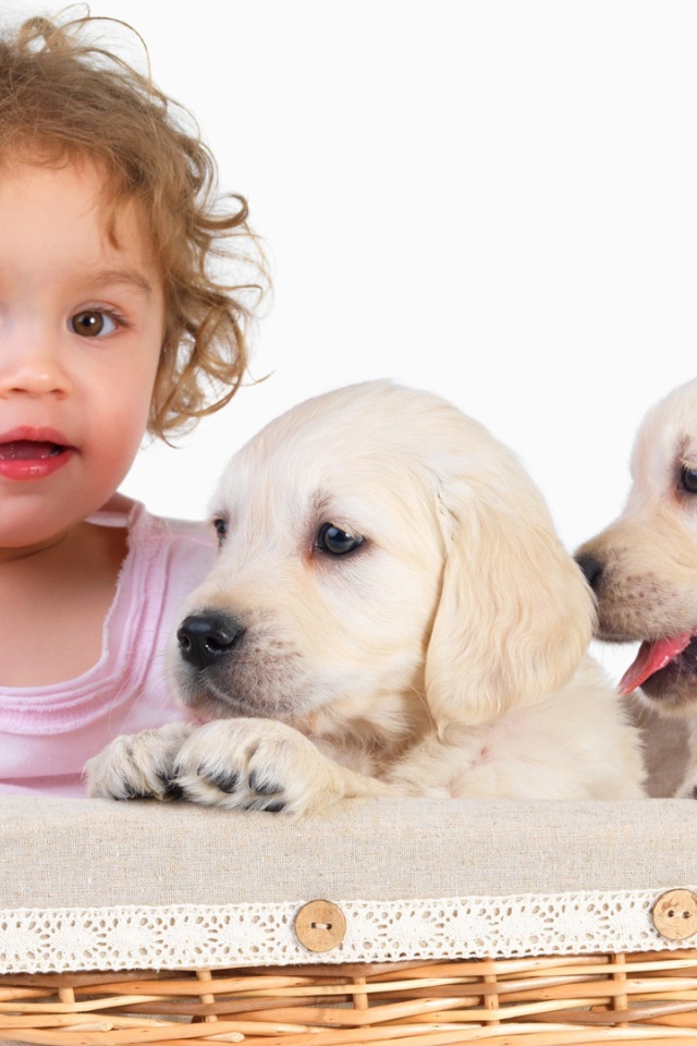 Маленькая девочка с щенками золотистого ретривера в корзине