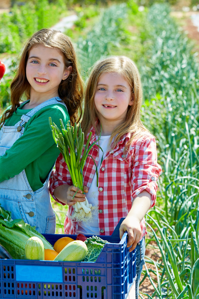 Две маленькие девочки собирают овощи на огороде