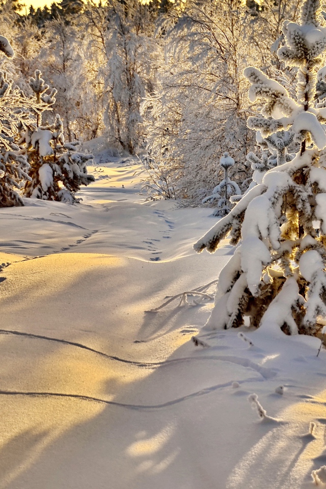 Следы животных на снегу в заснеженном солнечном зимнем лесу 