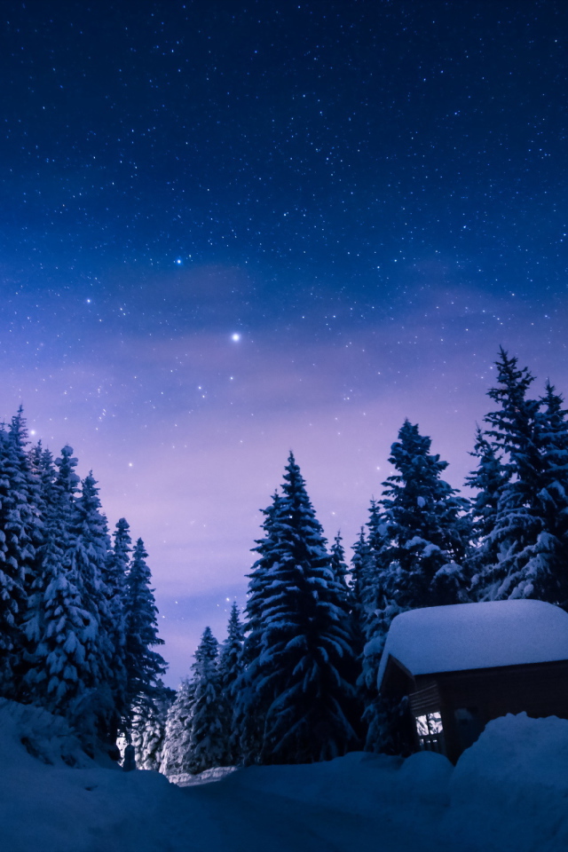 Красивая звездная ночь над заснеженным лесом зимой