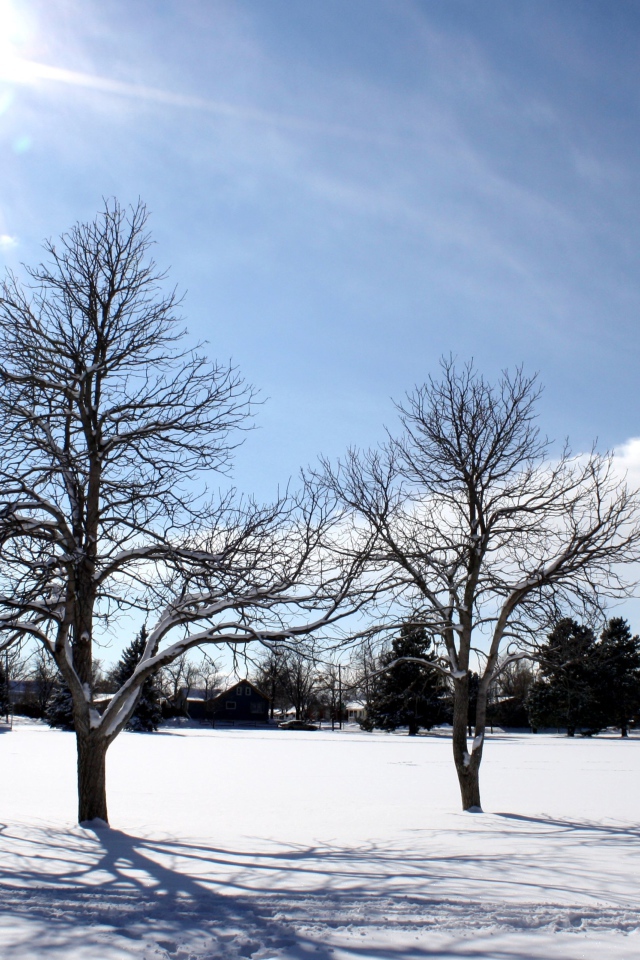 Яркое зимнее солнце освещает заснеженные деревья