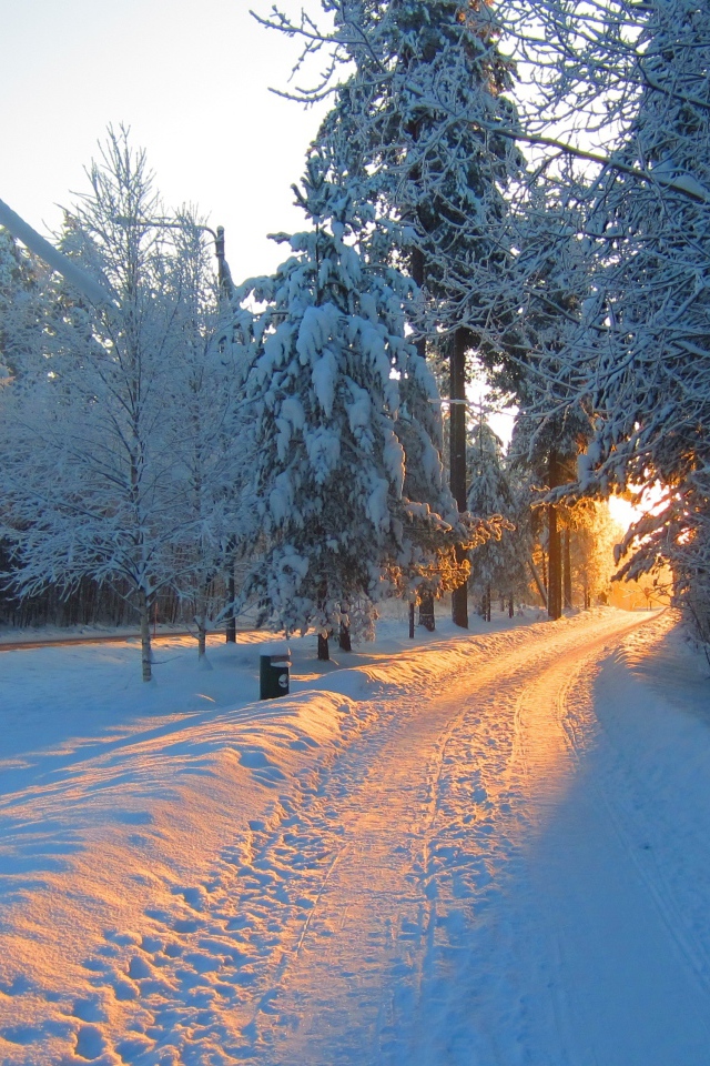 Зимнее утро дорога. Зимний лес. Дорога зимой. Зимнее утро. Зимняя дорога в лесу.
