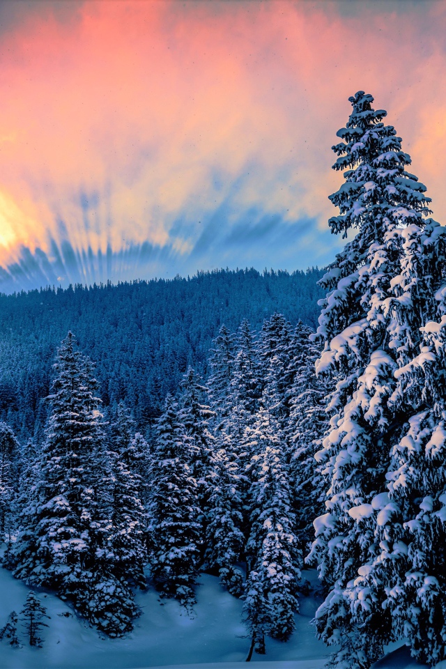 Восход солнца над заснеженным лесом зимой