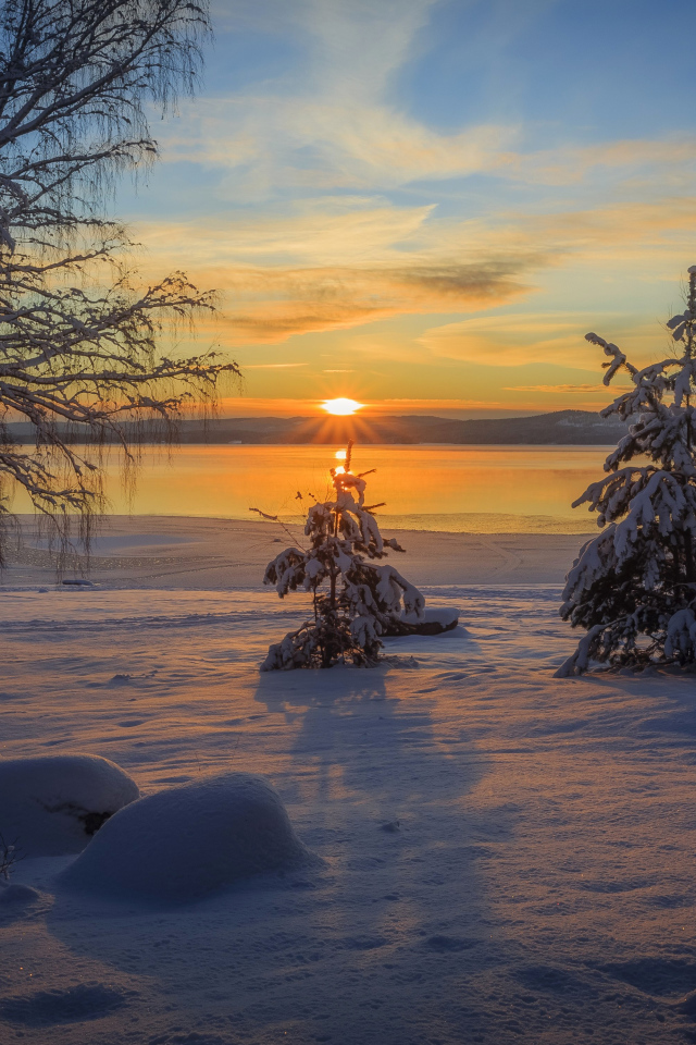 Закат солнца на фоне заснеженных деревьев зимой