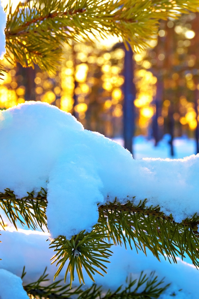 Белый снег лежит на еловой ветке под ярким зимним солнцем