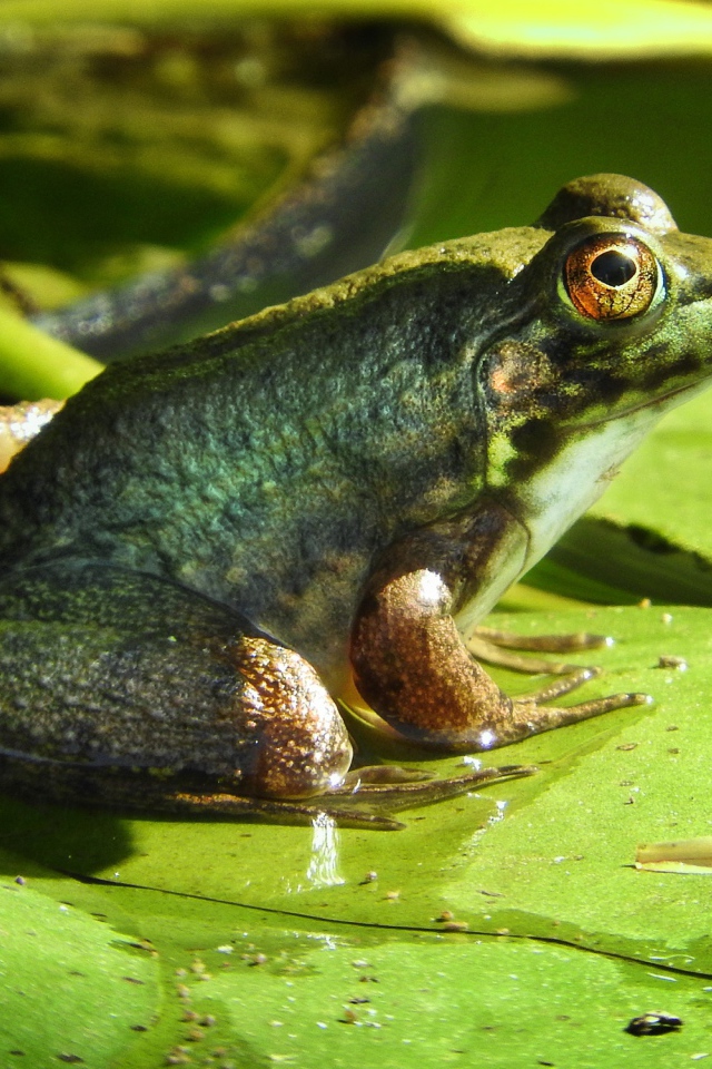 Большая зеленая жаба сидит на зеленом листе 