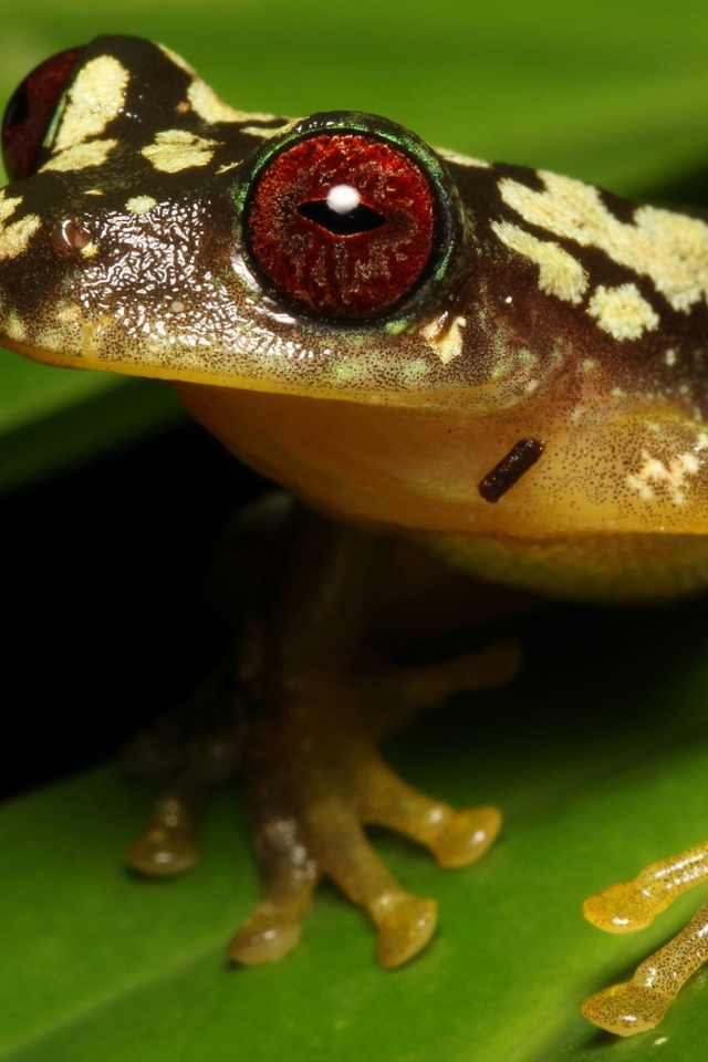 Большая лягушка с красными глазами на зеленом листе
