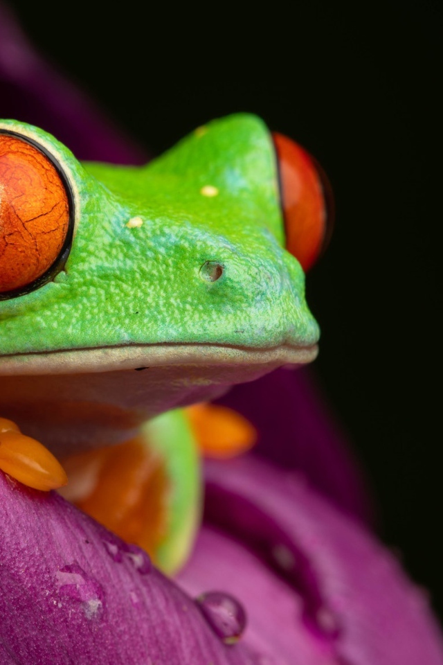 Зеленая лягушка Красноглазая Квакша на цветке