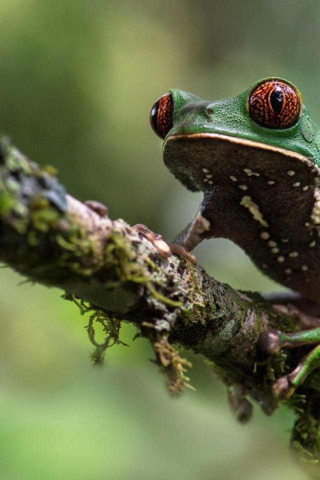 Зеленая лягушка сидит на ветке 