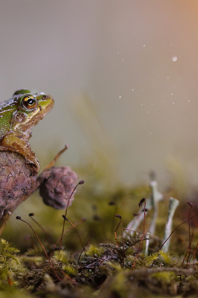 Зеленая лягушка сидит на грибе