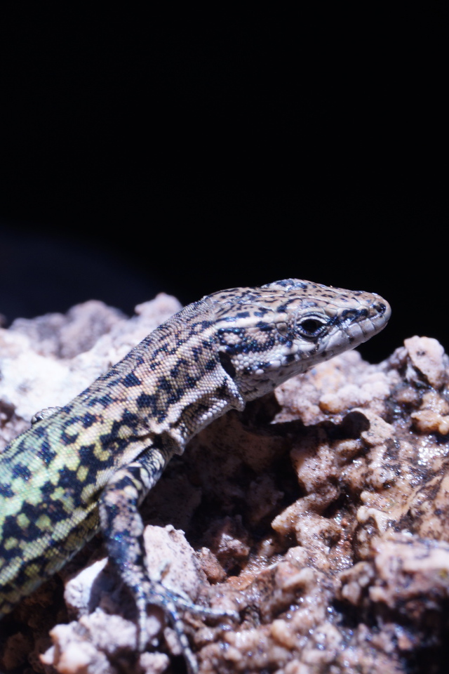 Маленькая ящерица сидит на камне 