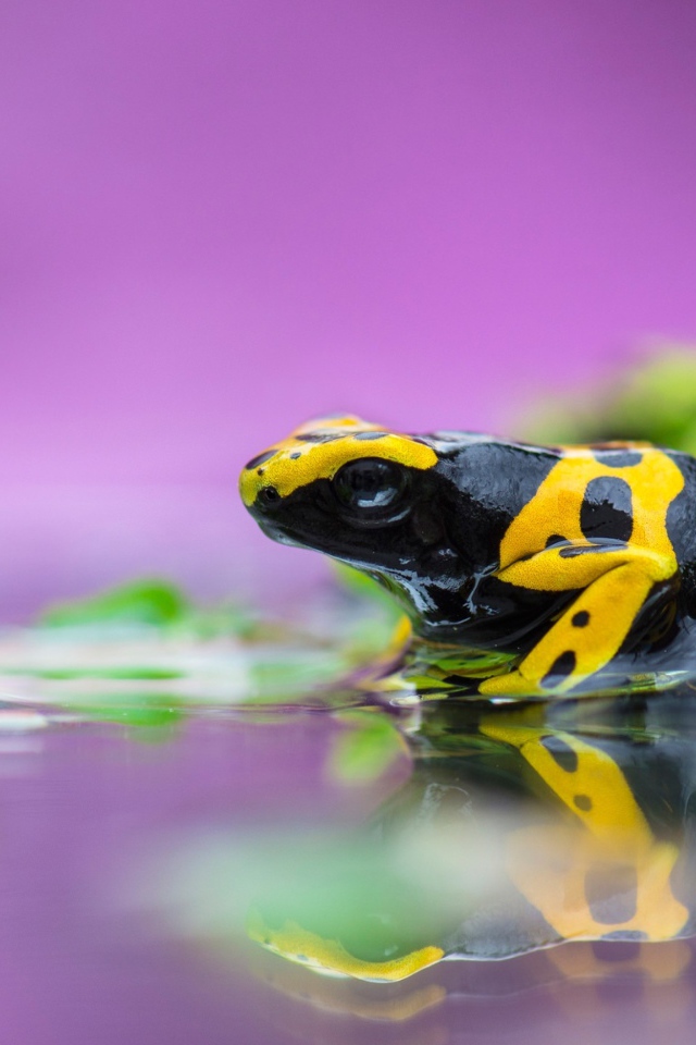 Ядовитая лягушка древолаз в воде 