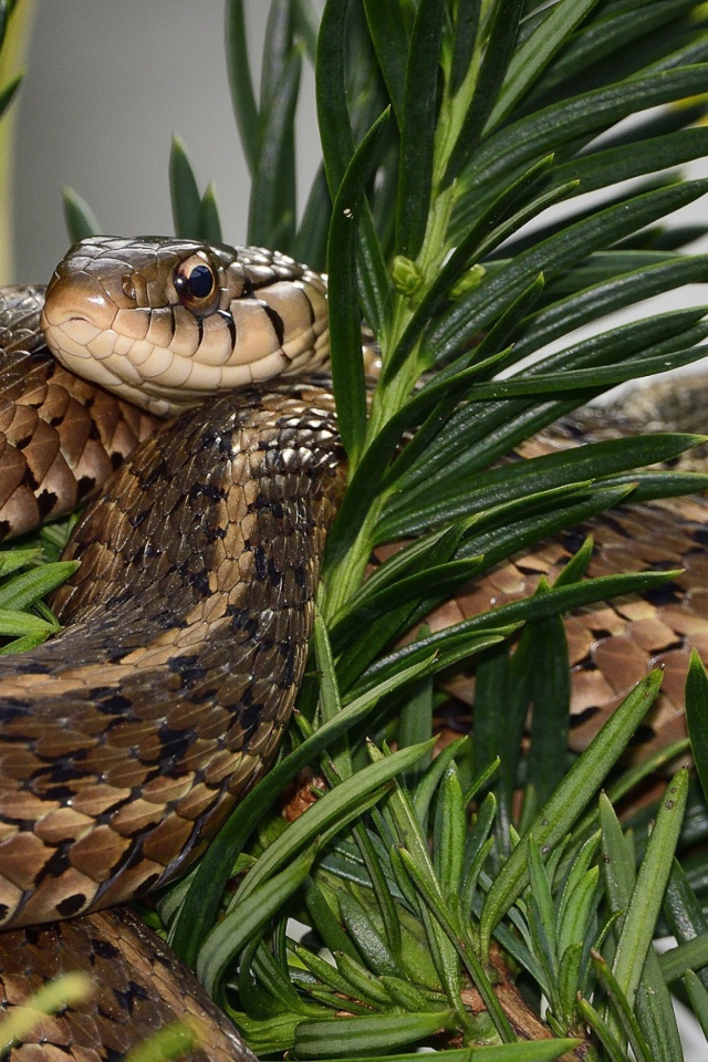 Змея сидит в зеленых ветках 