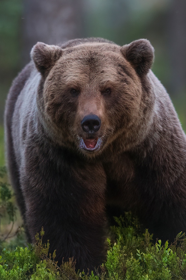 Большой грозный бурый медведь идет по лесу