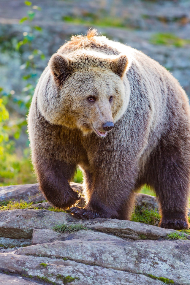 Большая бурая медведица идет по камням