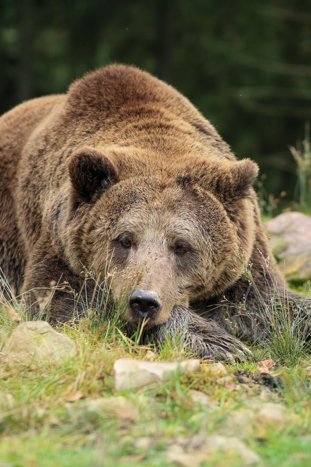 Big brown bear lies on the ground with stones