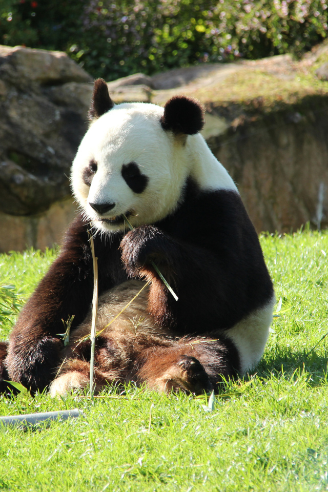 Big panda gnaws bamboo on green grass