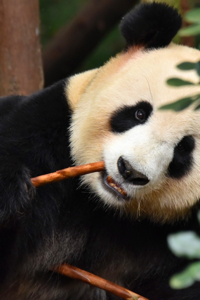 Большая панда в зоопарке грызет ветку