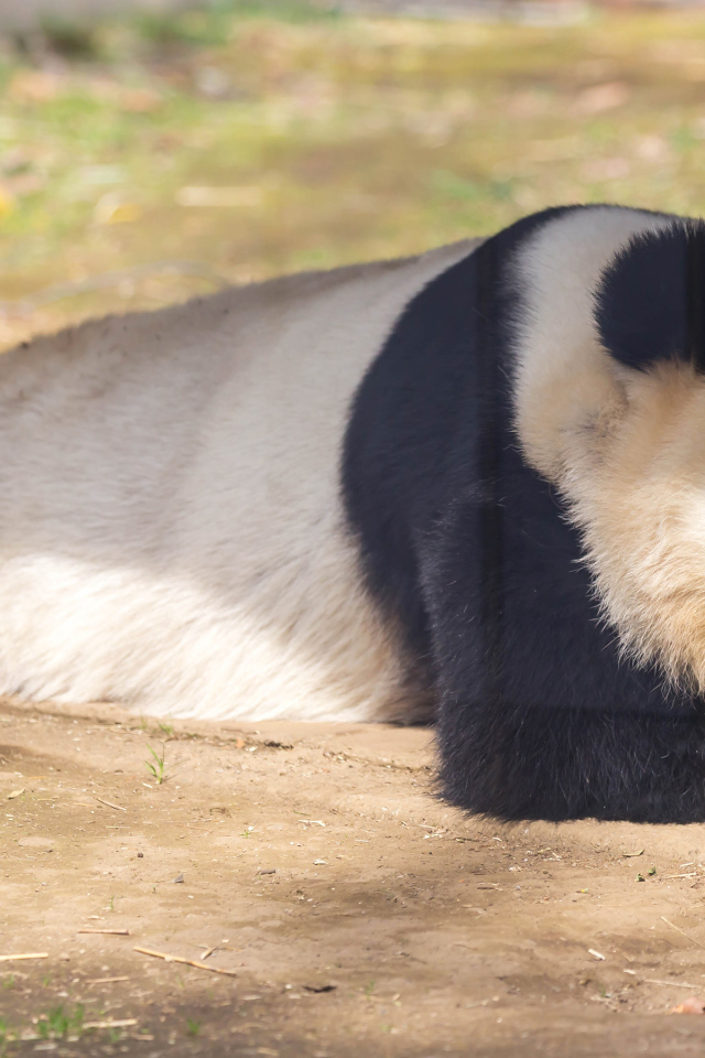 Большая панда спит в зоопарке 