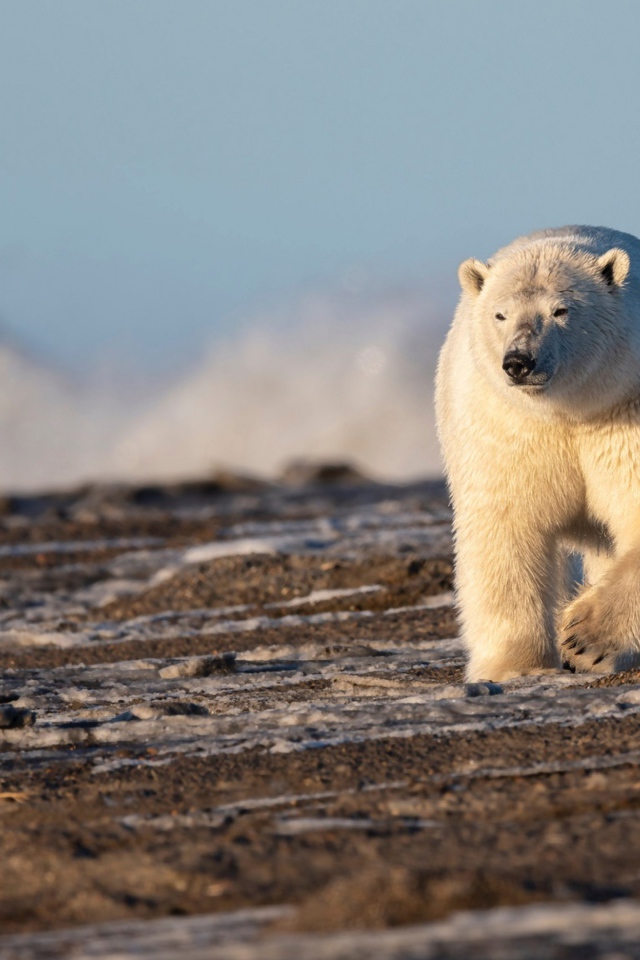Большой белый медведь идет по песку