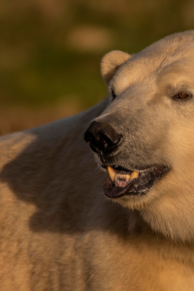 Большой белый медведь с острыми клыками