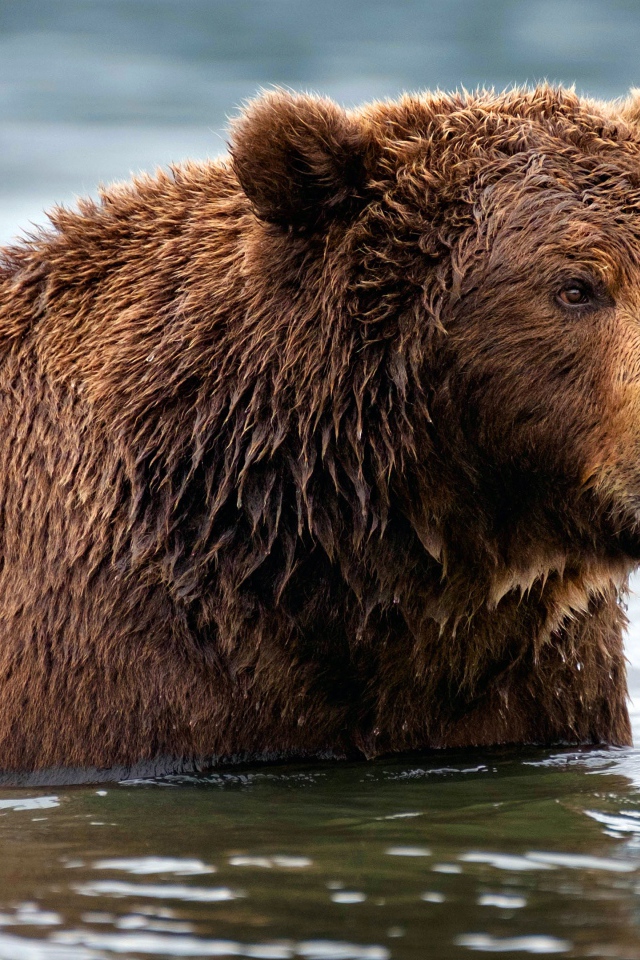 Большой мокрый бурый медведь в воде