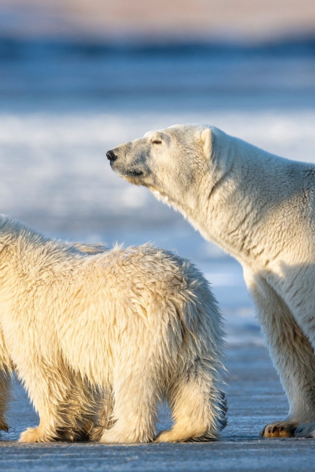 Большая белая медведица с медвежатами на снегу 