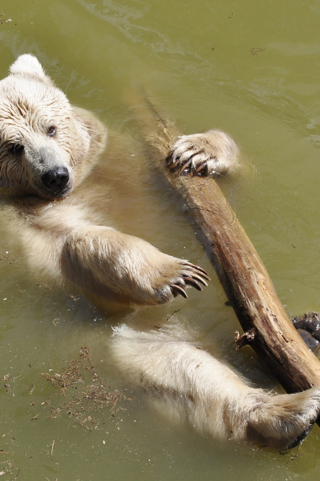 Бурый медведь плавает по реке с бревном