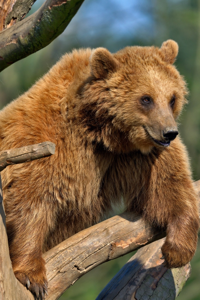 Brown bear sitting on a dry tree