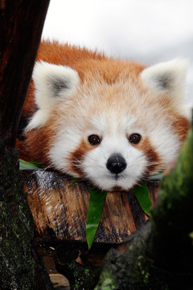 Cute little panda lies on a tree