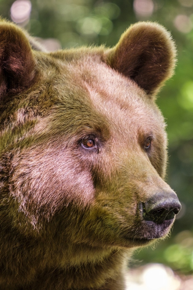 Muzzle of a big brown bear close up
