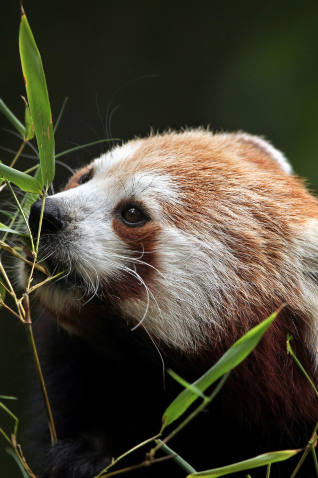 Малая панда грызет ветки бамбука